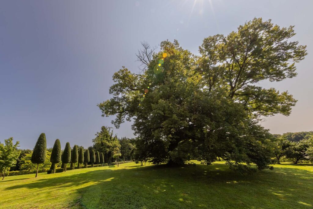 Riesige Linde im Schlossgarten